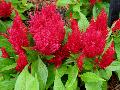 Fresh Look Red Celosia / Celosia 